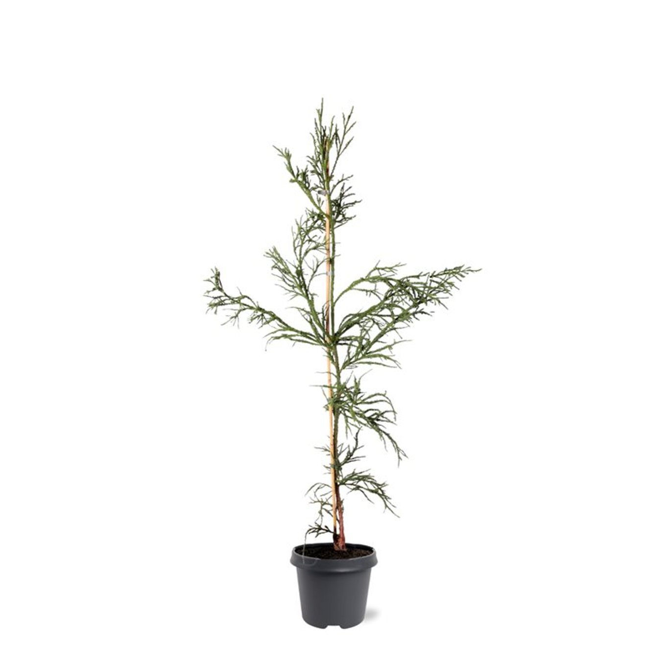Japansk kryptomeria – Cryptomeria japonica 'Rasen' - C5 80-100 CM